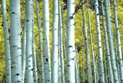 dunnrite enviornmental painting